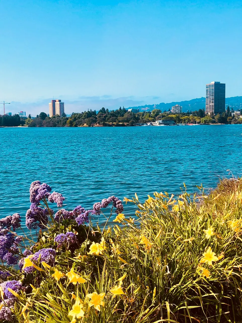 purple flowers on green grass field near body of water during daytime